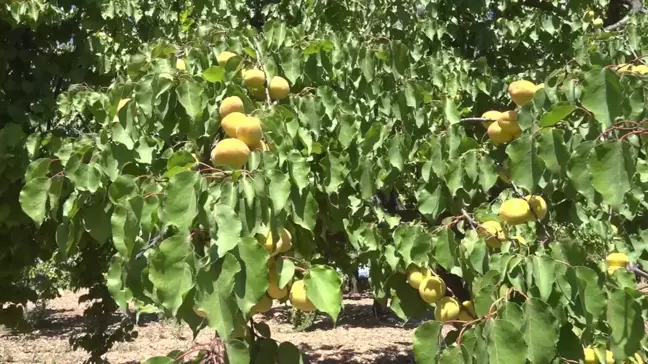 Malatya'da Kayısı Hasadı Başladı