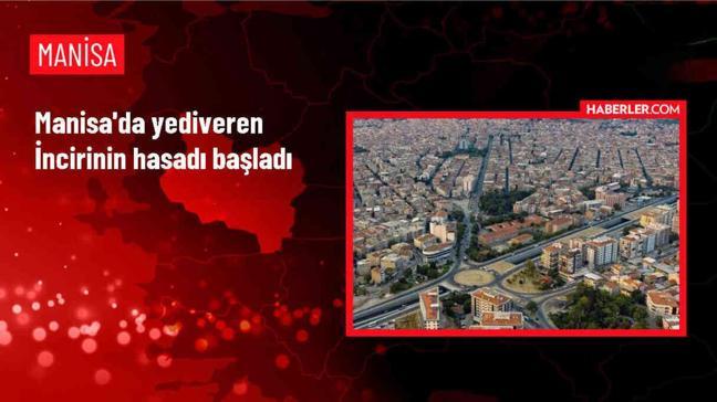 Turgutlu'da Yediveren İnciri Hasadı Başladı