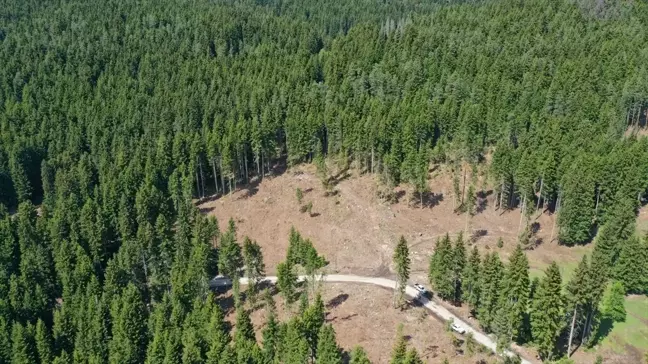 Artvin'de Sekiz Dişli Kabuk Böceğiyle Mücadele Devam Ediyor