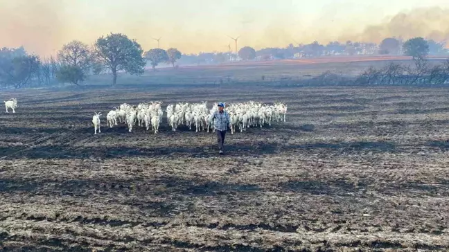 Çanakkale'de çıkan yangında 80 küçükbaş hayvan kurtarıldı