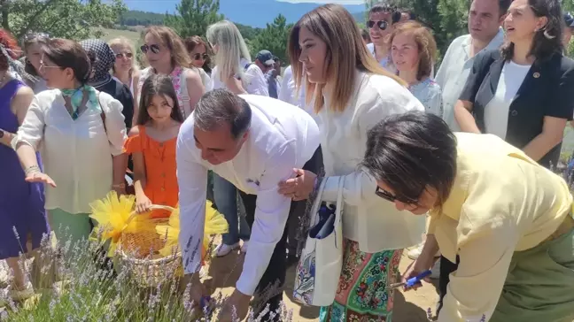 Ankara'nın Nallıhan ilçesinde lavanta hasat şenliği düzenlendi