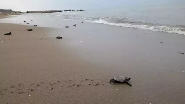 Antalya'da Caretta Caretta Yuvaları Artıyor