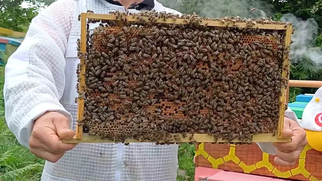 Yığılca Arısı Türk ve Dünya Arıcılarının Rağbet Gösterdiği Bir Tür