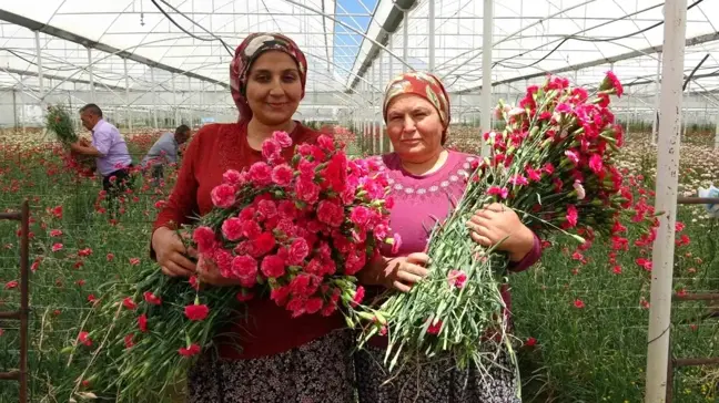 Isparta'da Hasat Edilen Karanfiller Avrupa Ülkelerine İhraç Ediliyor