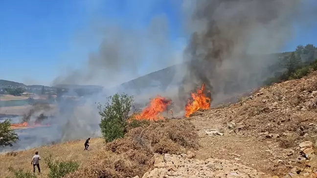 Muğla'da zirai alanda çıkan yangın ormana sıçramadan söndürüldü