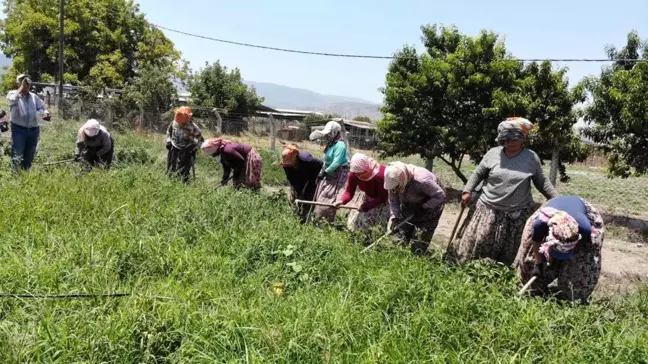 Aydın'da Kadınlar Biber Tarlalarında Çalışıyor