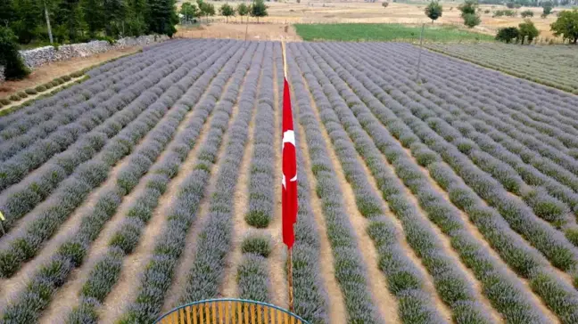 Feke'deki Lavanta Tarlalarında Hasat Yaklaşırken Üreticiler Uyarıda Bulundu