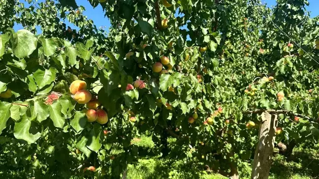 Kağızman'da Kayısı Hasat Dönemi Başladı