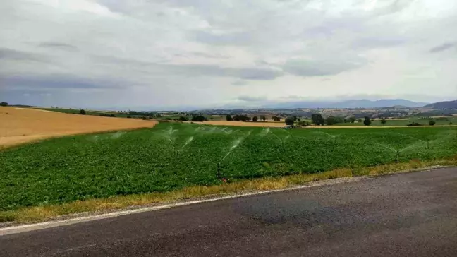 Samsun'un Ladik ilçesinde boru patlaması sonrası tarım arazileri tekrar suya kavuştu