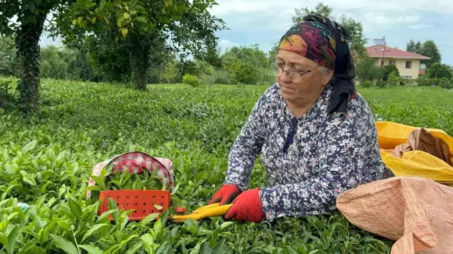 ÇAYKUR 2. sürgün yaş çay kampanyasında 12 bin ton çay toplandı