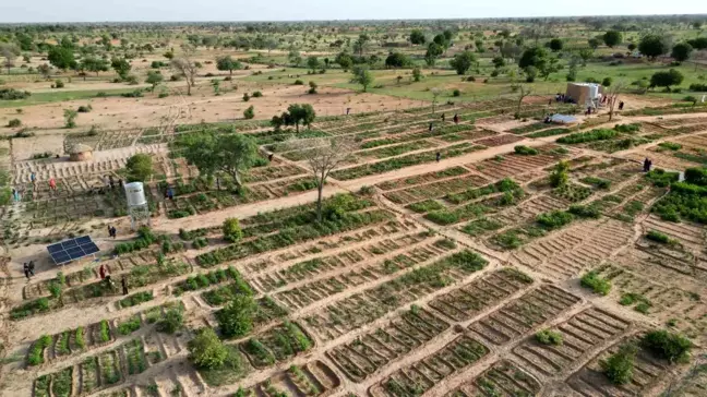 TİKA'nın desteğiyle Nijer'de sebze ve moringa üretim bahçesi kuruldu