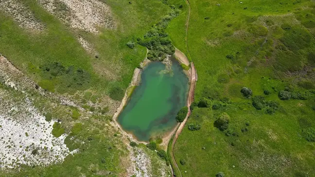 Kop Dağı'nın Zengin Bitki Örtüsü ve Doğal Güzellikleri