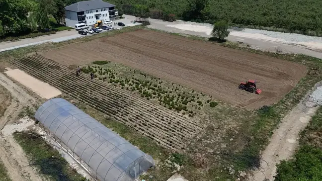 Düzce'de Tarım Akademisi Projesiyle Tıbbi Aromatik Bitki Üretimi Başladı