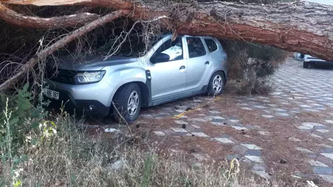 Bilecik'te koca çam ağacı aracın üzerine devrildi