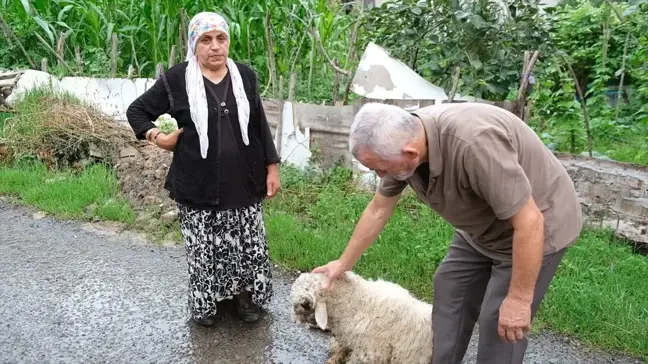 Ordu'da sahipsiz köpeklerin saldırısı sonucu bir kuzu öldü, diğeri yaralandı