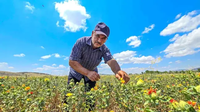 Tokat'ta İlk Defa Aspir Çiçeği Üretimi Yapıldı