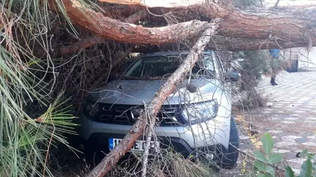 Bilecik'te Kaymakamlık Bahçesindeki Ağaç Devrildi