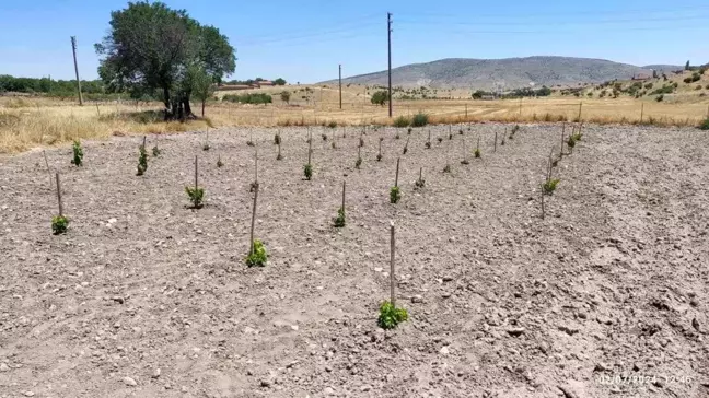 Eskişehir'de 'GÜNY'ÜZÜM Projesi' kapsamında 7 bin 450 adet asma fidanı dikildi