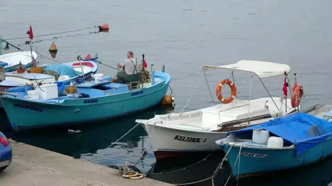 Karadeniz'de Palamut Sezonu İçin Umut Verici İşaretler