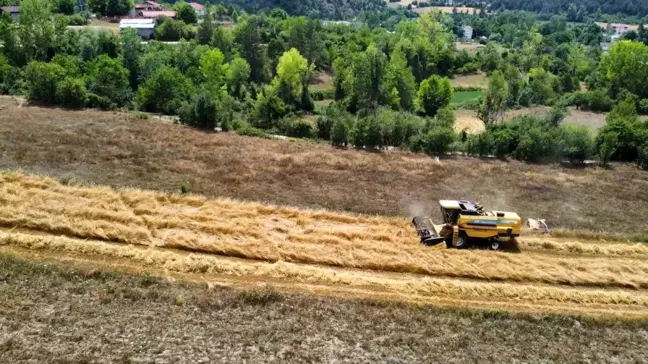 Kastamonu'da Hitit Buğdayı Hasadı Başladı