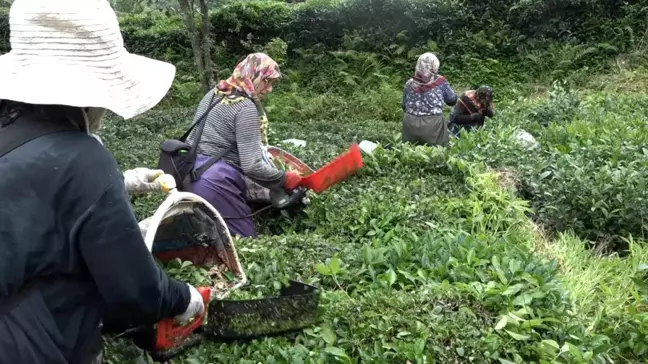 Rize'de Mahalleli Kanser Hastasının Çayını Topladı