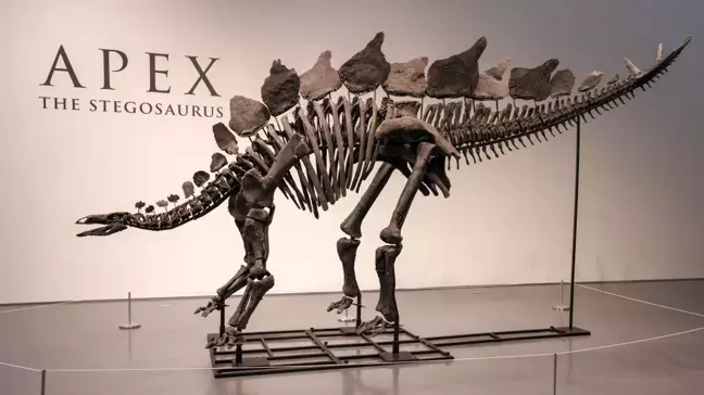 New York'ta Büyük Bir Dinozor İskeleti Rekor Fiyata Satıldı