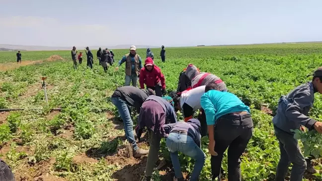 Bitlis'te Sıcak Hava Şartlarında Zorlu Tarım İşçiliği