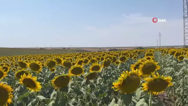 Gündöndüler Kırklareli'ni sarıya boyadı