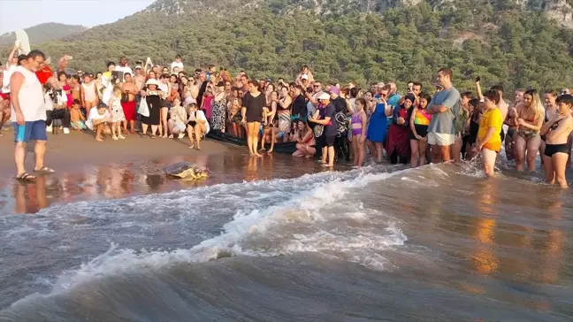 Muğla'da Tedavi Gören Deniz Kaplumbağaları Denize Bırakıldı