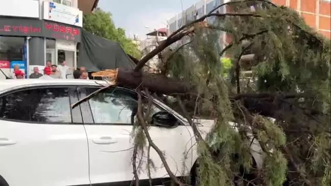 Bucak'ta Fırtına Sonucu Ağaç Otomobilin Üzerine Devrildi