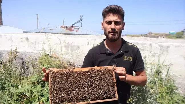 Kars'ta Güneşli Hava Arıların Oğul Verme Etkinliğini Artırdı