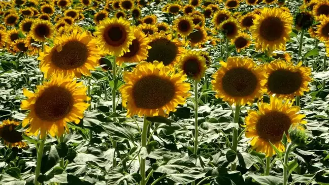 Malatya'da Çerezlik Ayçiçeği Hasat Telaşı