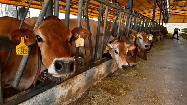 İzmir'de yerli boğaların sperma üretimi için adım atıldı