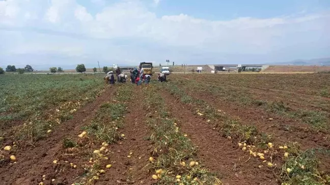 Afyonkarahisar Sandıklı'da Patates Hasadı Başladı