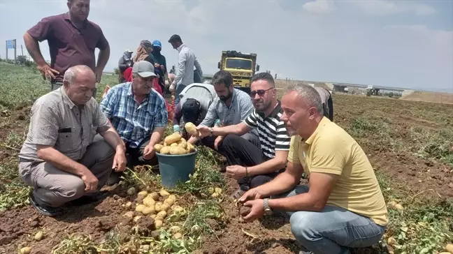 Afyonkarahisar Sandıklı'da Patates Hasadı Başladı