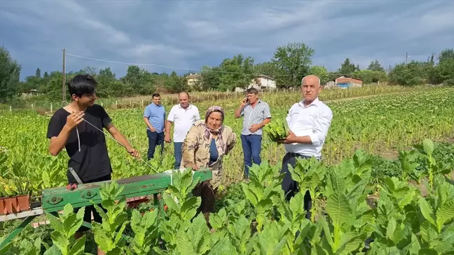 Samsun'un Bafra Ovası'nda Tütün Hasadı Başladı