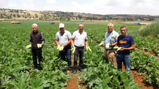 İsrail'e ihraç edilen kabaklar tarlada kaldı