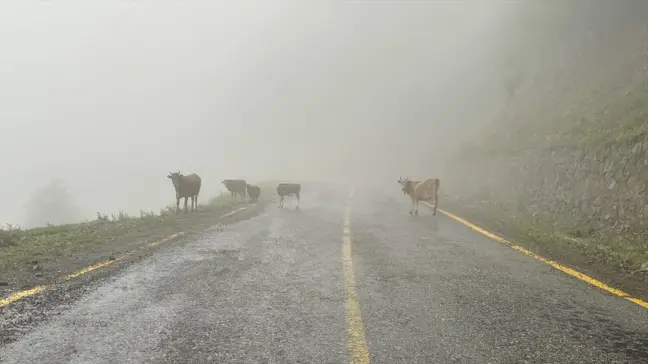 Artvin'in Camili Havzası, ekolojik gezi ve kampların yeni rotası oldu