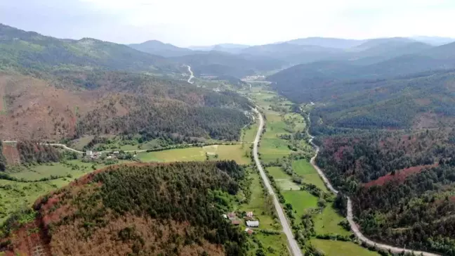 Kastamonu Küre'de Domuz Popülasyonu Tarımı Tehdit Ediyor