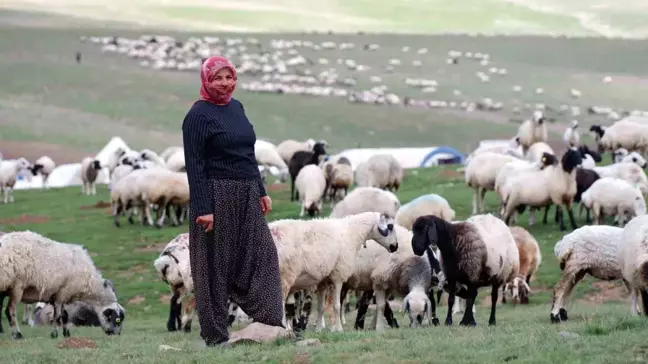 Erzurum'da Göçerler Dumlu Baba Yaylası'nda Hayvan Yetiştiriyor