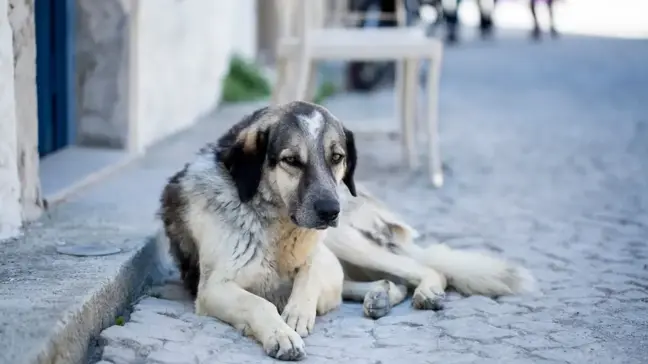 Sokak köpekleri düzenlemesi Meclis'ten geçti mi? Sokak hayvanları yasası 5. madde nedir?