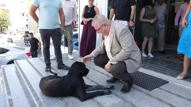 Balıkesir Belediye Başkanı Mehmet Ertaş, başıboş köpeği sahiplendi