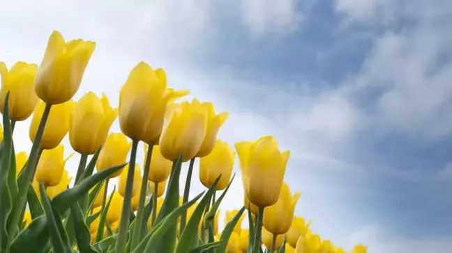 Sarı lalenin anlamı nedir, hikayesi ne? Sarı lale ne ifade eder, neyi temsil eder?