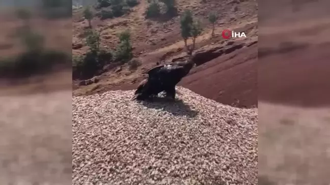 Şırnak'ta tedavi edilen kaya kartalı yaşam alanına bırakıldı