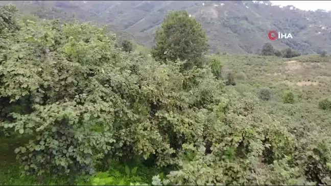 Giresun'da fındık hasadı başladı