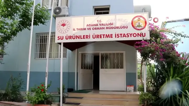 Adana'da Göl ve Göletlere 1 Milyon 500 Bin Yavru Sazan Balığı Bırakıldı