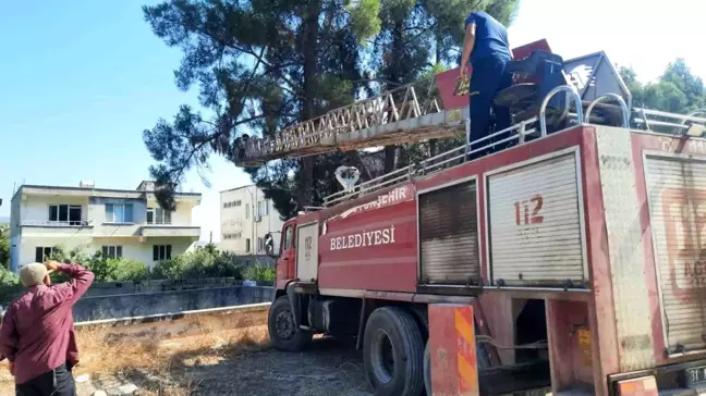 Hatay'da Mahsur Kalan Papağan İtfaiye Tarafından Kurtarıldı