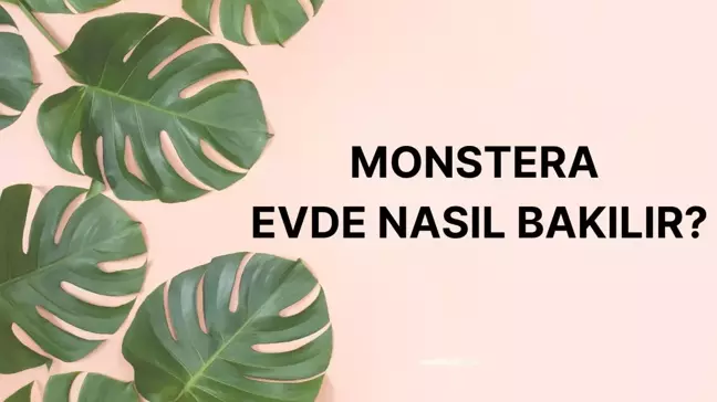 Monstera (deve tabanı) evde nasıl bakılır, nerede durmalı? Deve tabanı çiçeği neyi sever?