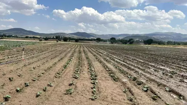 Afyonkarahisar'da Brokoli Üretimi Artıyor