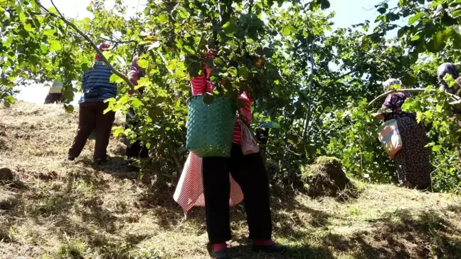 Giresun Ziraat Odaları, fındık hasadı için işçi ücretlerini belirledi